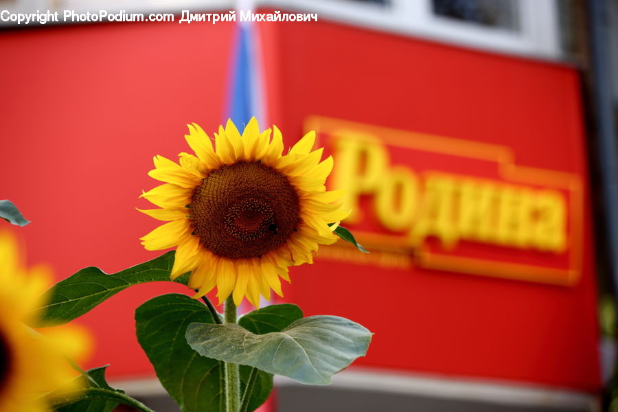 Blossom, Flora, Flower, Plant, Sunflower, Daisies, Daisy