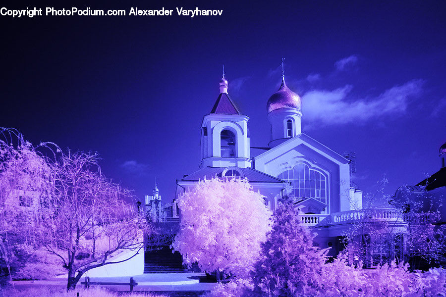 Blossom, Flora, Flower, Plant, Glitter, Light, Architecture