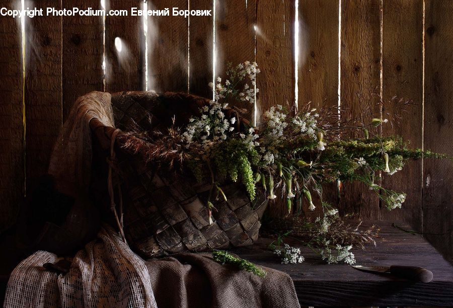 Pot, Pottery, Conifer, Plant, Tree, Wood, Yew