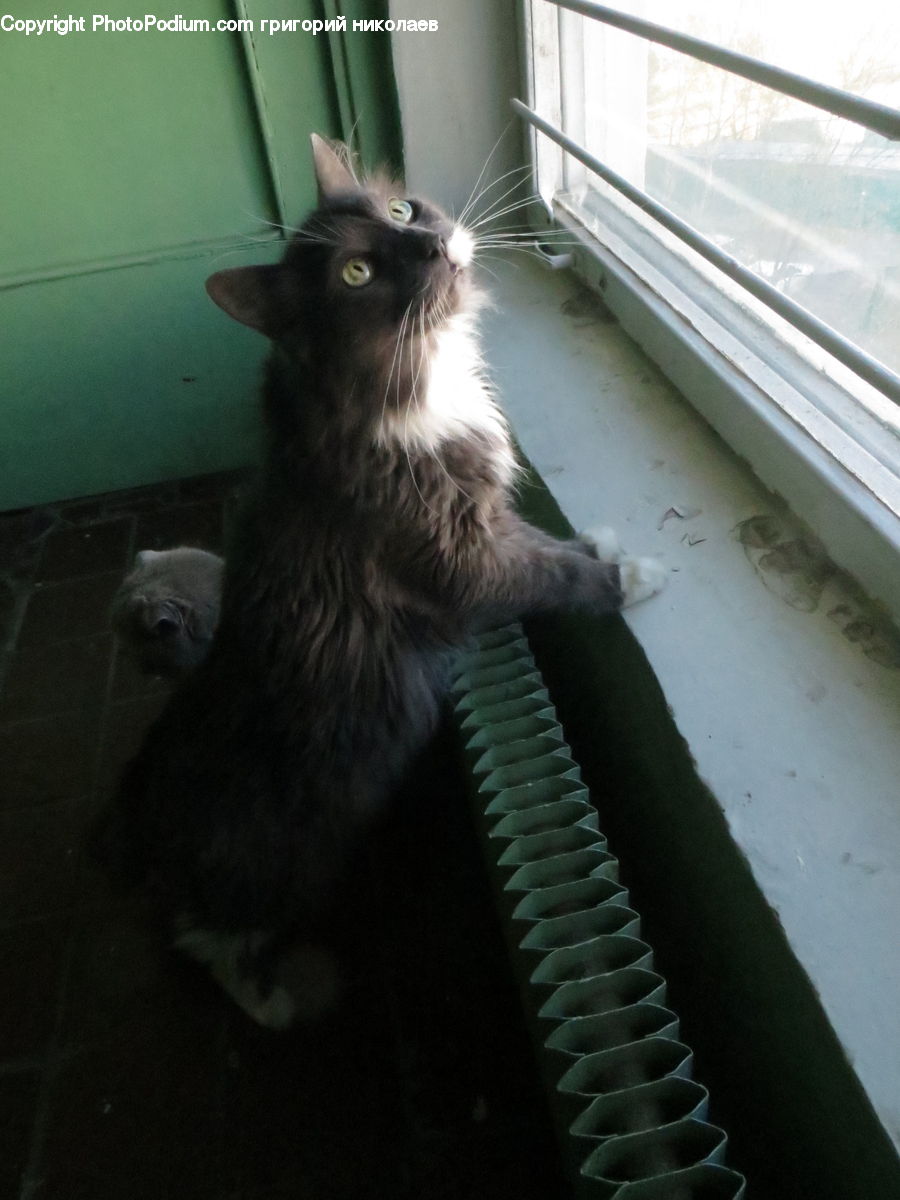Animal, Cat, Mammal, Manx, Pet, Adorable