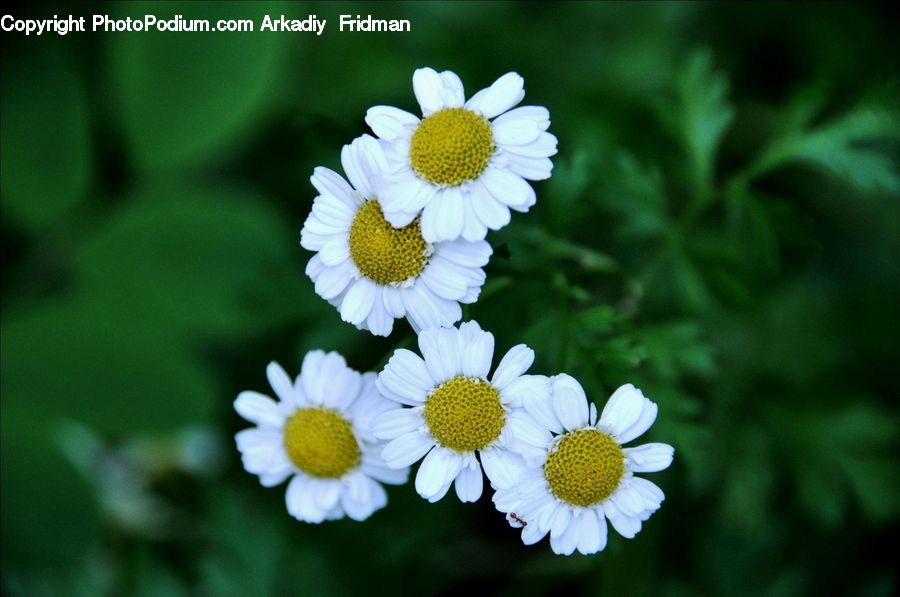 Blossom, Flora, Flower, Plant, Daisies, Daisy, Asteraceae