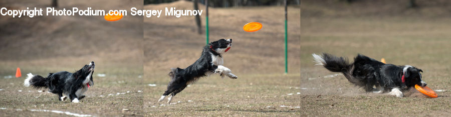 Animal, Canine, Collie, Dog, Mammal, Pet, Papillon