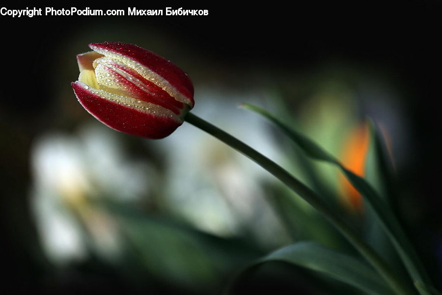 Bud, Plant, Blossom, Flora, Flower