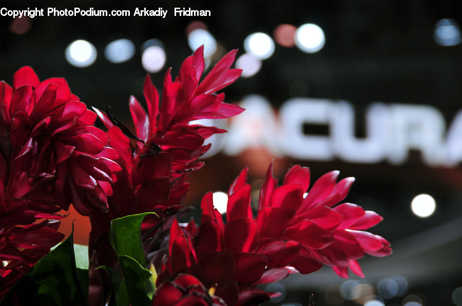 Blossom, Flora, Flower, Geranium, Plant, Tulip, Rose