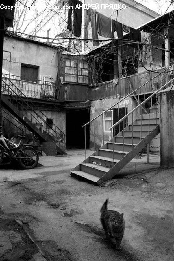 Animal, Cat, Mammal, Pet, Banister, Handrail, Factory
