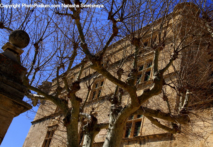 Oak, Tree, Wood, Architecture, Bell Tower, Clock Tower, Tower