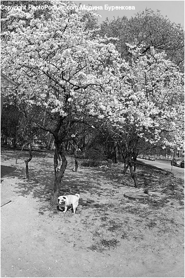 Blossom, Flora, Flower, Plant, Tree, Park, Oak