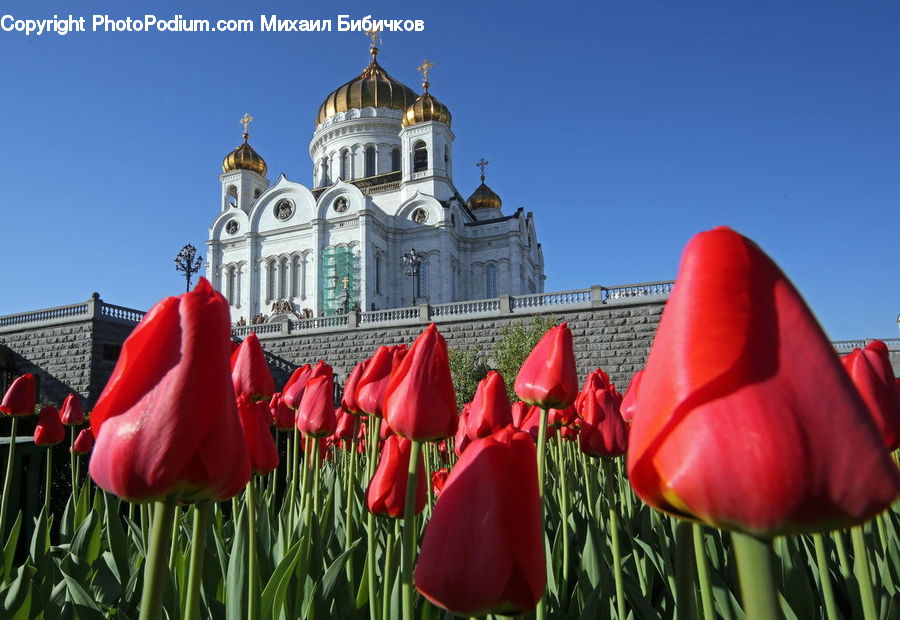 Blossom, Flora, Flower, Plant, Tulip, Architecture, Castle