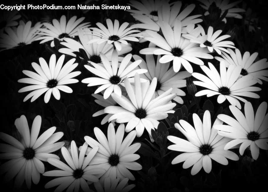 Daisies, Daisy, Flower, Plant, Potted Plant, Blossom, Flora