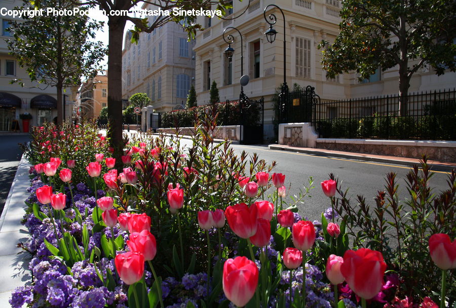 Blossom, Flora, Flower, Plant, Tulip, Poppy, Building