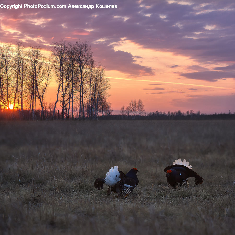 Bird, Blackbird, Grouse, Field, Grass, Grassland, Land