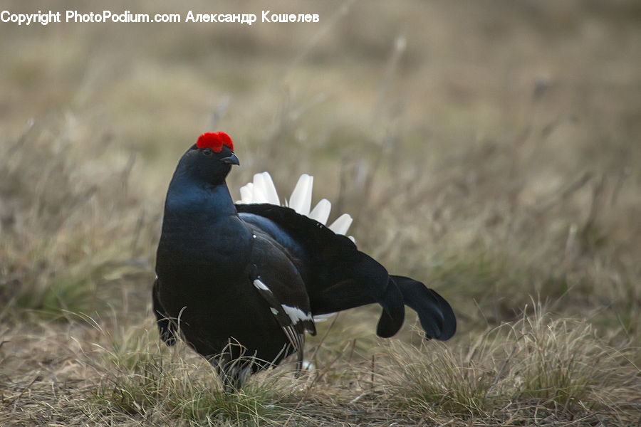 Bird, Pheasant, Dove, Pigeon, Beak, Blackbird