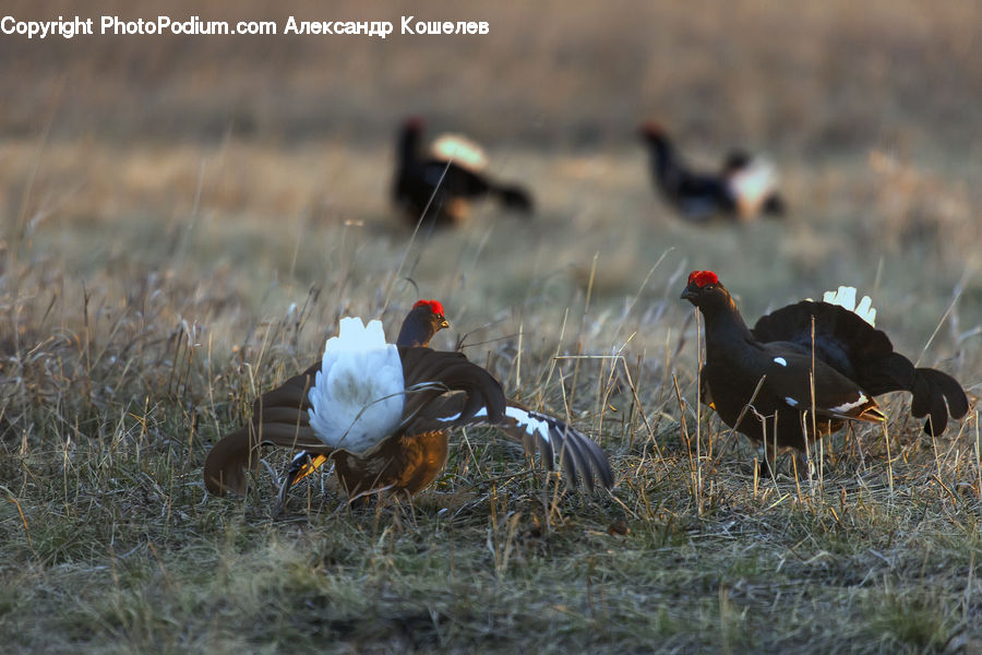 Bird, Blackbird, Crane Bird, Heron, Grouse, Finch, Agelaius