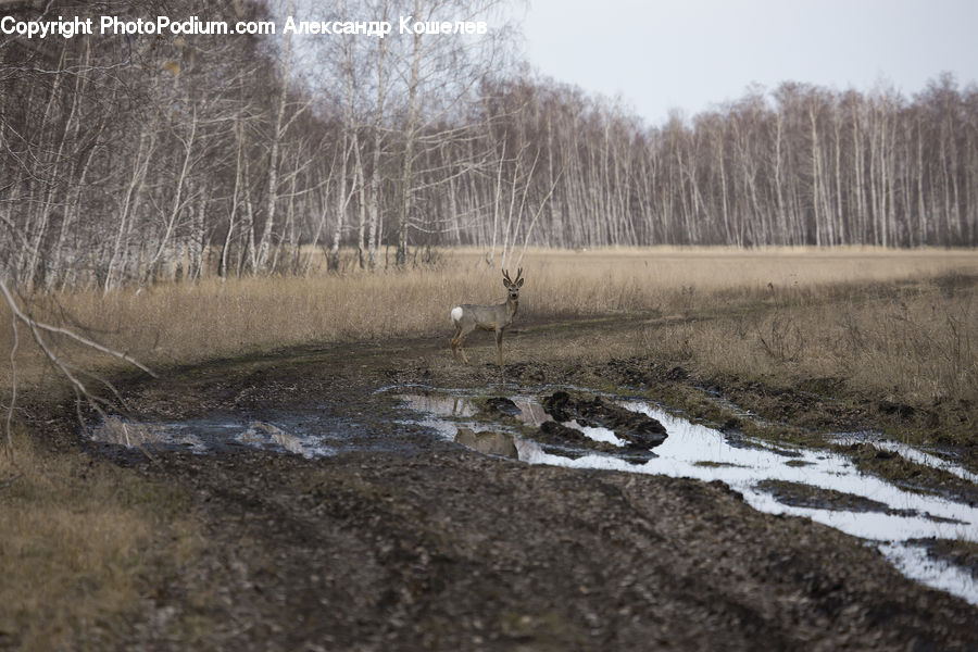 Land, Marsh, Pond, Swamp, Water, Outdoors, Landscape