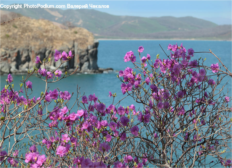 Blossom, Flora, Flower, Plant, Cherry Blossom, Bush, Vegetation