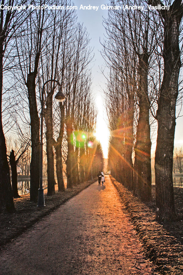Dirt Road, Gravel, Road, Path, Walkway, Silhouette, Plant