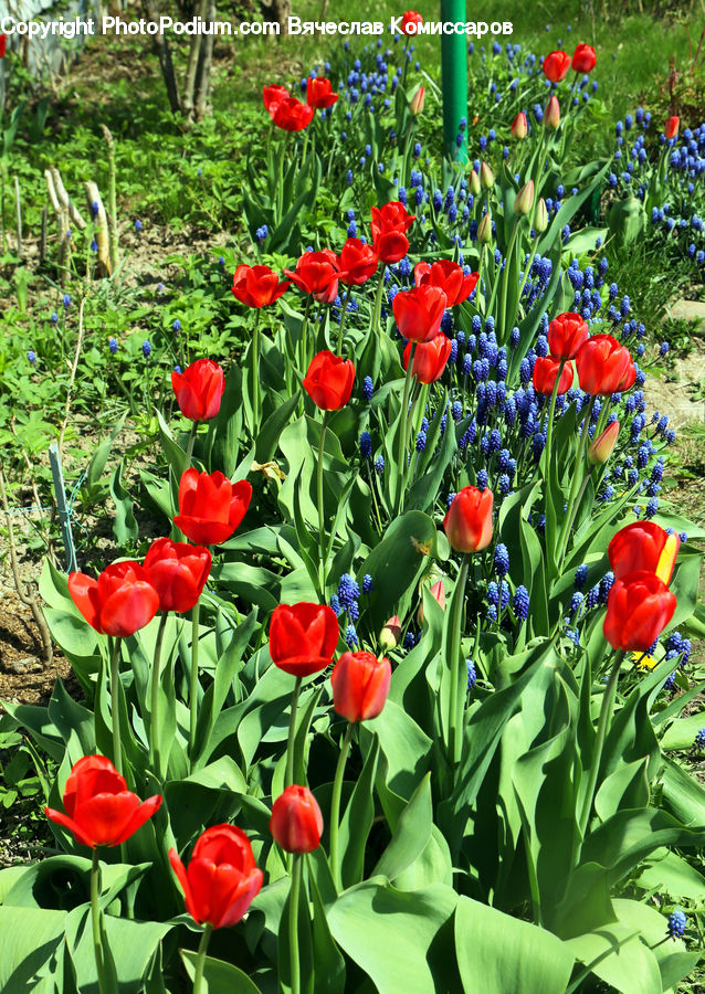 Blossom, Flora, Flower, Plant, Tulip, Rose, Field