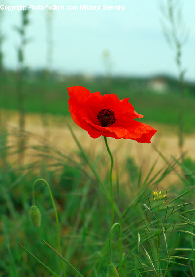 Blossom, Flora, Flower, Plant, Poppy, Field, Grass