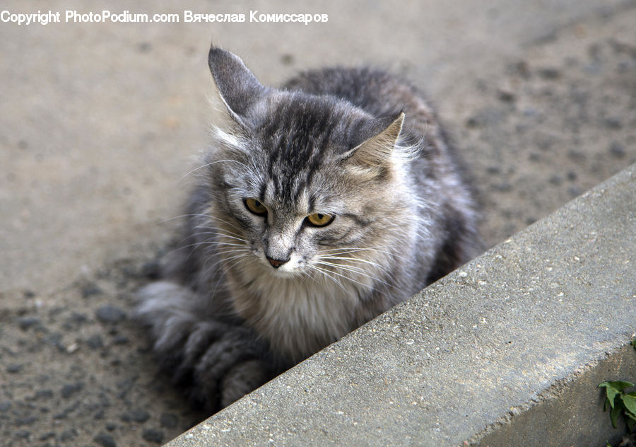 Animal, Cat, Kitten, Mammal, Pet, Manx