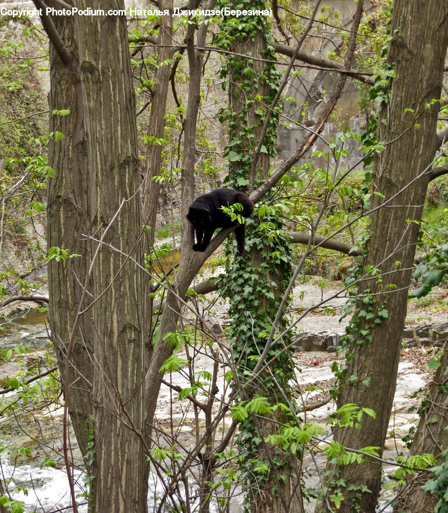 Animal, Bear, Mammal, Forest, Jungle, Rainforest, Vegetation