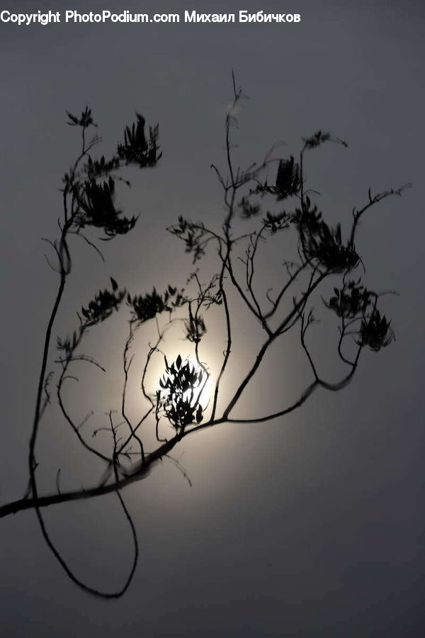 Silhouette, Palm Tree, Plant, Tree, Art, Modern Art