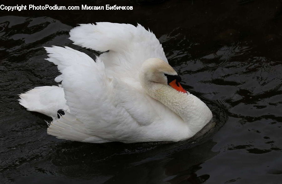 Bird, Swan, Waterfowl, Beak, Forest, Jungle