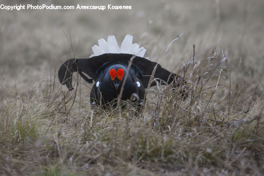 Bird, Blackbird, Field, Grass, Grassland, Plant, Head