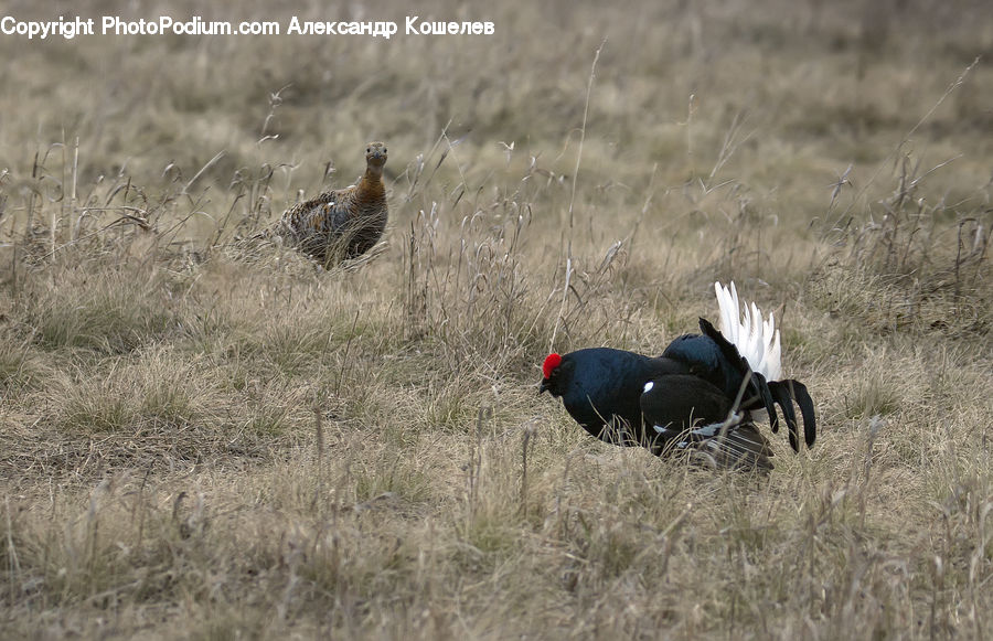 Bird, Blackbird, Field, Grass, Grassland, Plant, Grouse