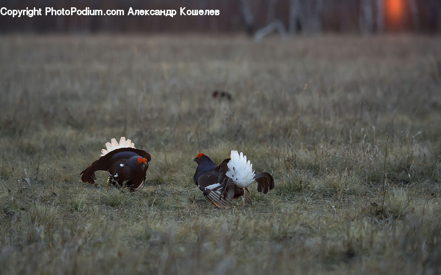 Bird, Grouse, Crane Bird, Heron, Pheasant, Field, Grass