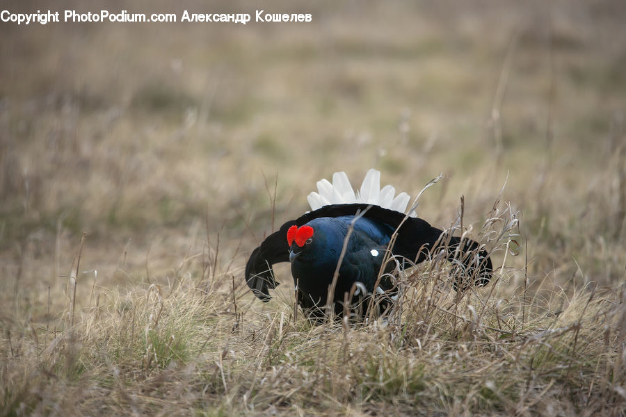 Bird, Grouse, Blackbird, Field, Grass, Grassland, Plant