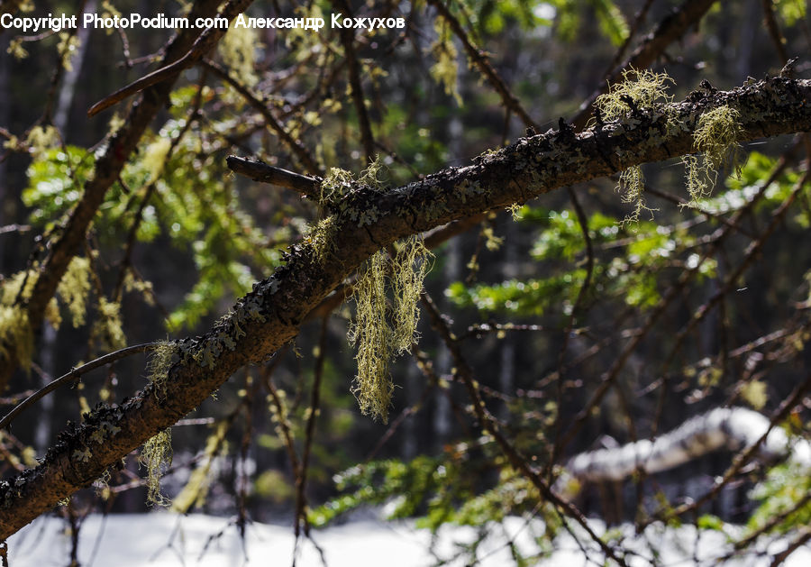 Conifer, Fir, Plant, Tree, Birch, Wood, Bird Nest
