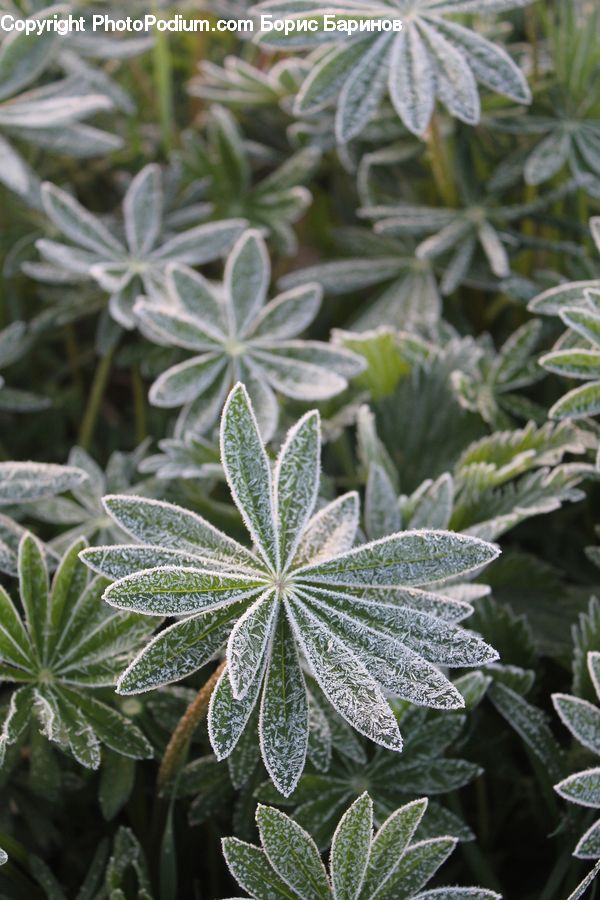 Frost, Ice, Outdoors, Snow, Plant, Conifer, Fir