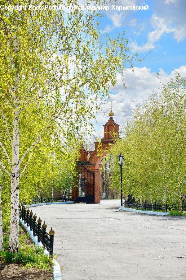 Birch, Tree, Wood, Flood, Park, Plant, Vegetation