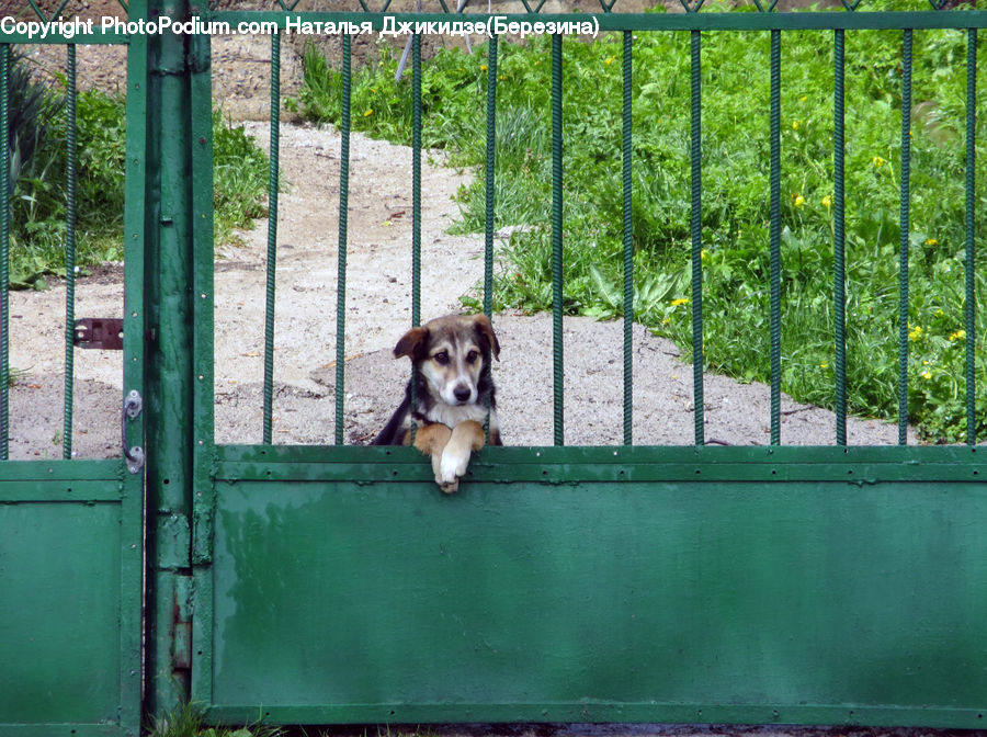 Arch, Gate, Animal, Canine, Dog, Husky, Mammal