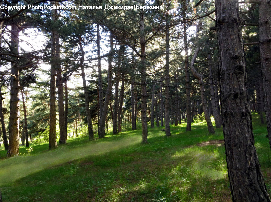 Forest, Vegetation, Conifer, Fir, Plant, Tree, Grove