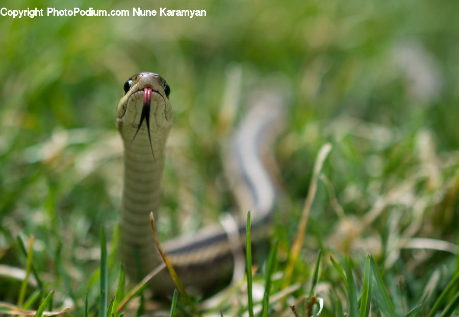 Cobra, Reptile, Snake, Bird, Partridge, Plant, Vegetation