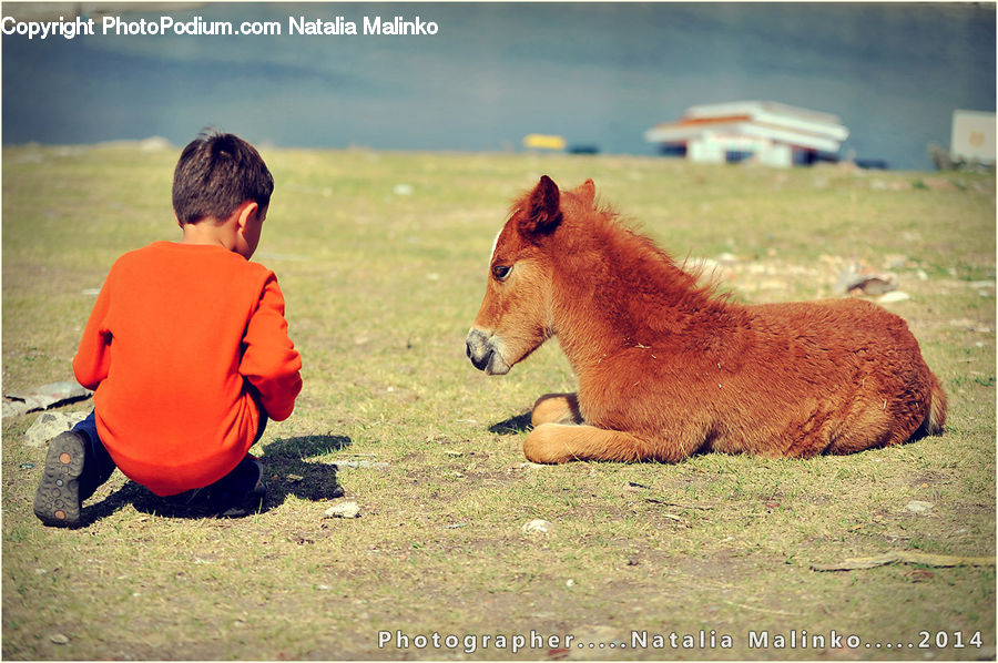 People, Person, Human, Animal, Colt Horse, Foal, Horse