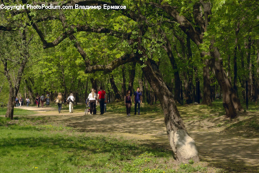 Plant, Tree, Forest, Vegetation, Park, Leisure Activities, Walking