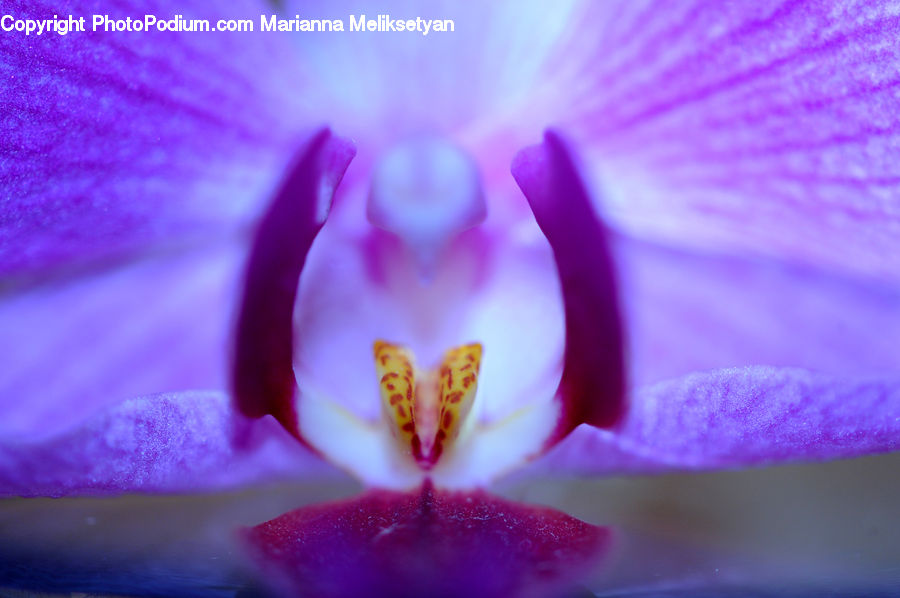 Blossom, Flora, Flower, Orchid, Plant, Crocus, Geranium
