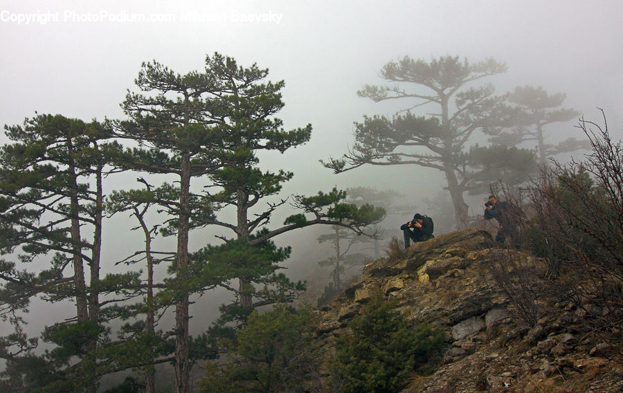 Plant, Tree, Fog, Conifer, Fir, Oak, Wood