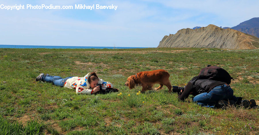 Field, Grass, Grassland, Land, Outdoors, Animal, Cattle