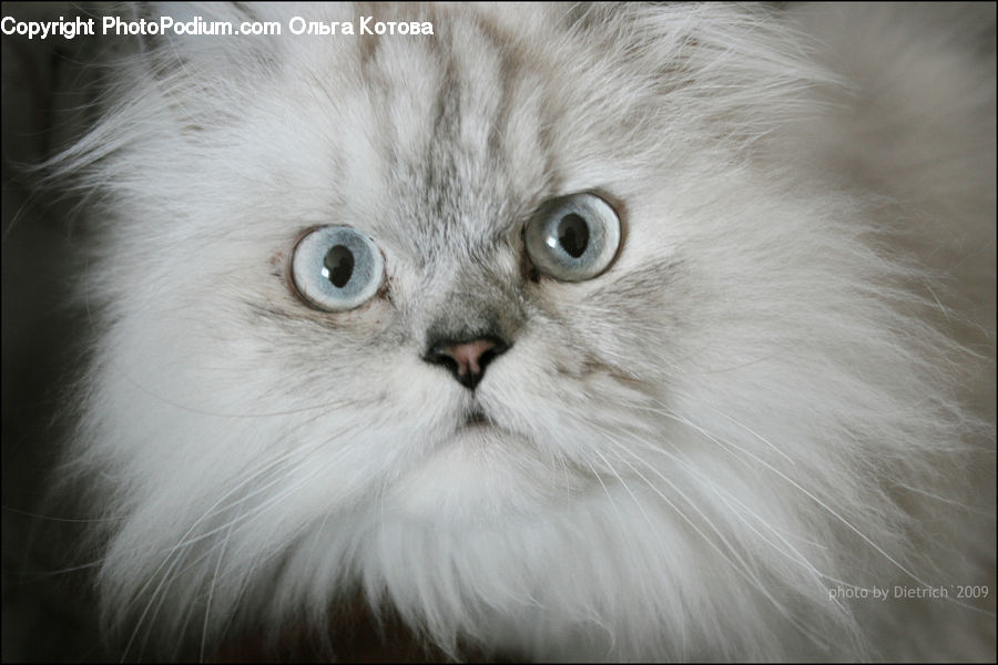 Animal, Pet, Angora, Cat, Siamese