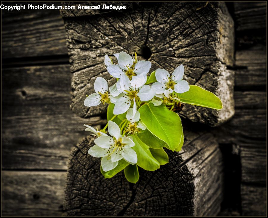 Blossom, Flora, Flower, Plant, Geranium, Flower Arrangement, Flower Bouquet