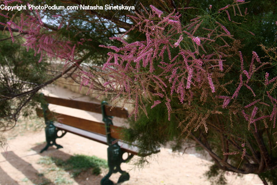 Park Bench, Conifer, Fir, Plant, Tree, Blossom, Flora