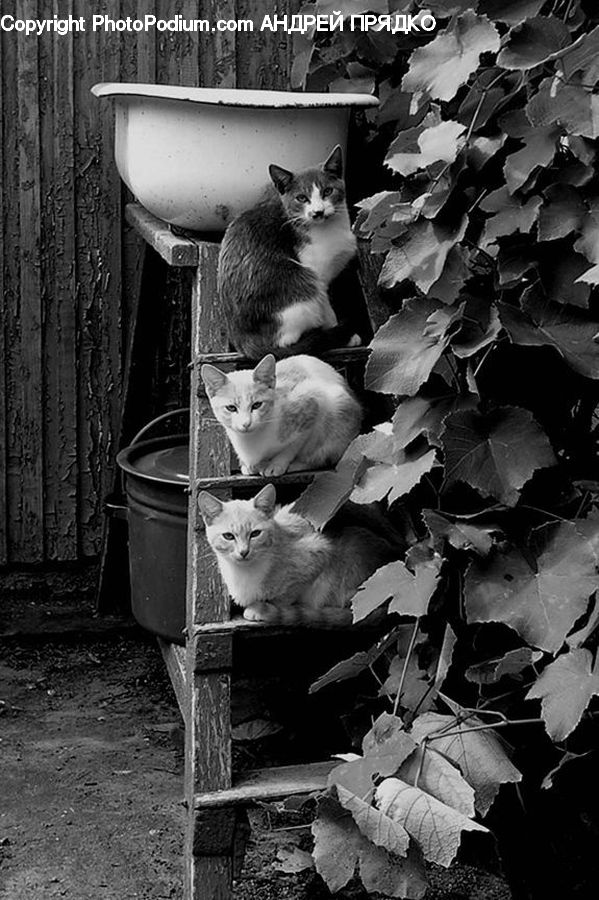 Ivy, Plant, Vine, Animal, Cat, Kitten, Mammal