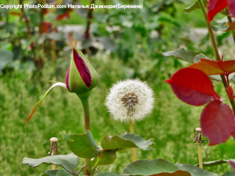 Blossom, Flora, Flower, Geranium, Plant, Poppy, Anthurium