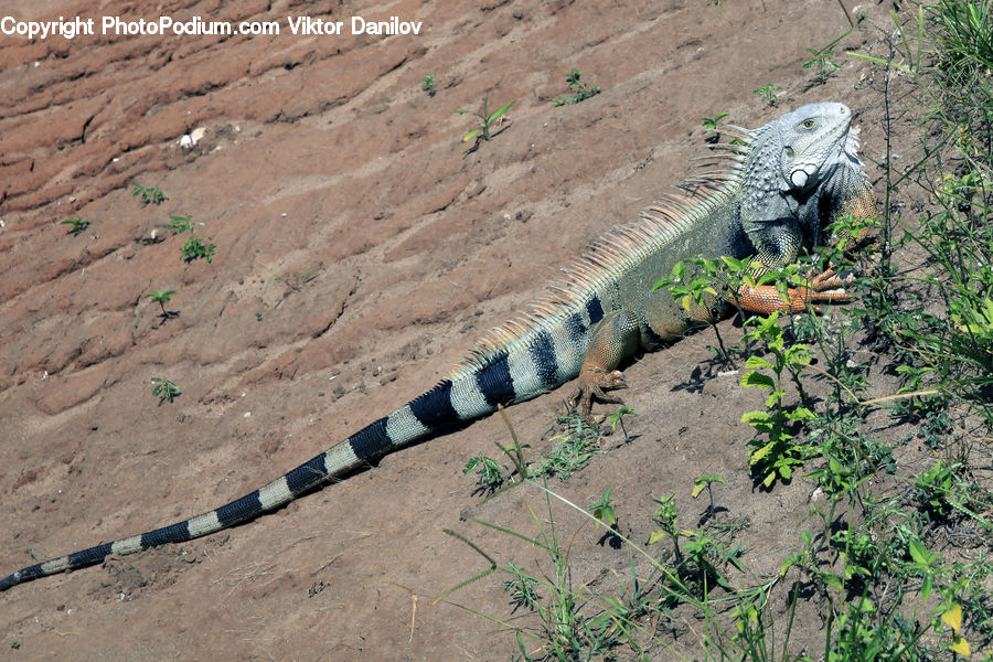 Iguana, Lizard, Reptile, King Snake, Snake, Animal, Zoo