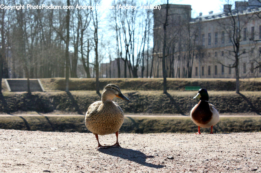 Bird, Duck, Teal, Waterfowl, Bench, Goose, Beak