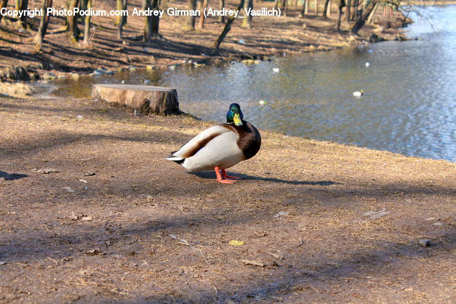 Bird, Waterfowl, Tree Stump, Goose, Duck, Teal, Booby