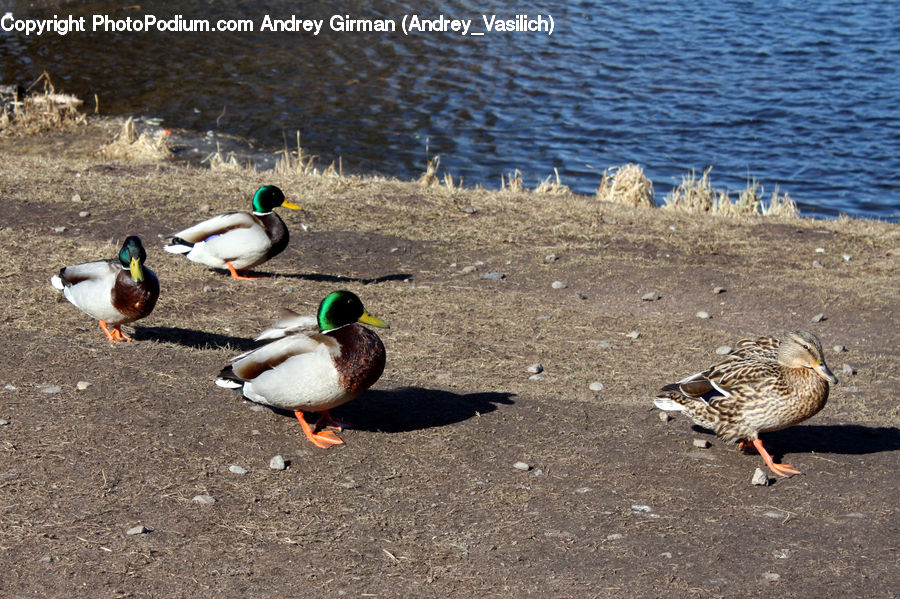 Bird, Waterfowl, Duck, Mallard, Teal, Goose
